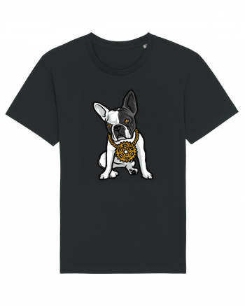 Golden Boston Terrier Black