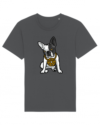 Golden Boston Terrier Anthracite