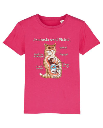 Anatomia unei pisici Raspberry