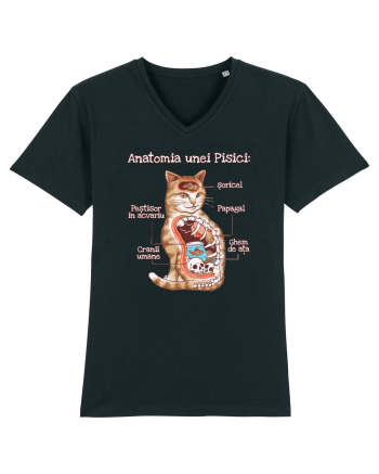 Anatomia unei pisici Black