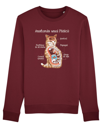 Anatomia unei pisici Burgundy