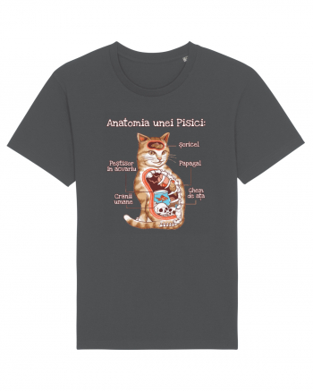 Anatomia unei pisici Anthracite