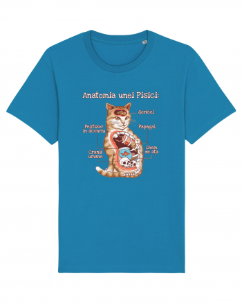 Anatomia unei pisici Azur