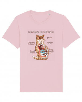 Anatomia unei pisici Cotton Pink