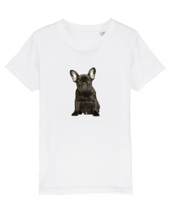 French bulldog White