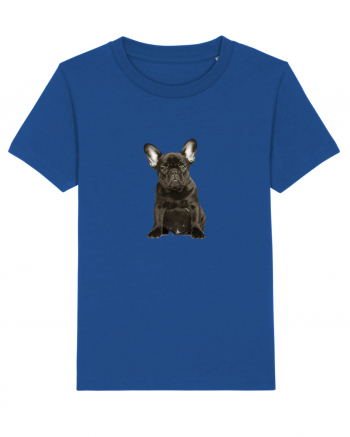 French bulldog Majorelle Blue