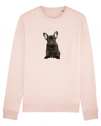 French bulldog Candy Pink