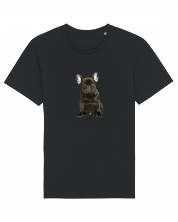 French bulldog Black