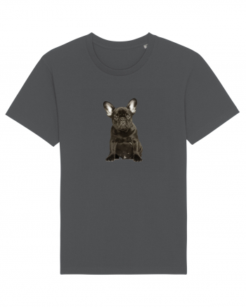 French bulldog Anthracite