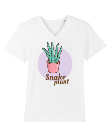 Snake plant White