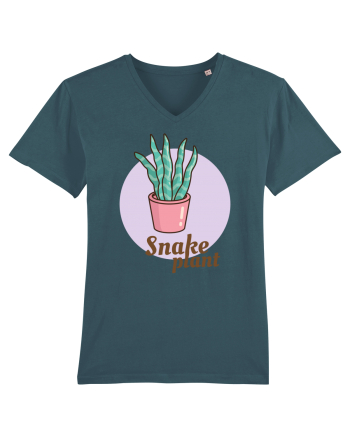 Snake plant Stargazer