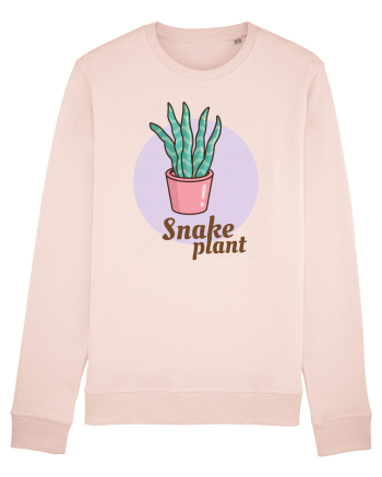 Snake plant Candy Pink
