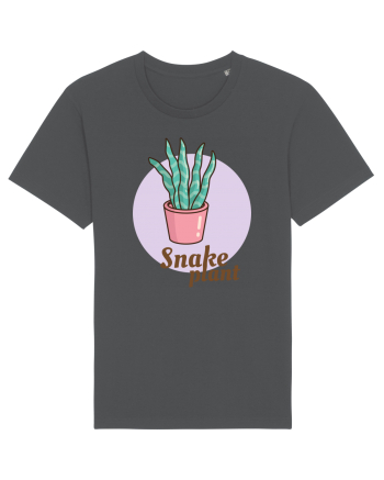Snake plant Anthracite
