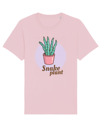 Snake plant Cotton Pink