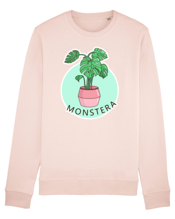 Planta Monstera Candy Pink