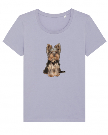 Yorkshire terrier Lavender