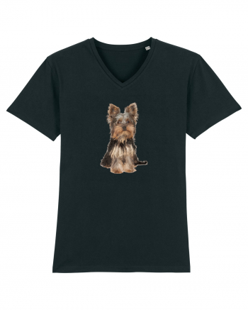 Yorkshire terrier Black