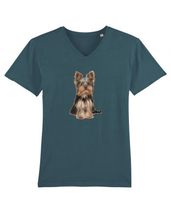 Yorkshire terrier Stargazer