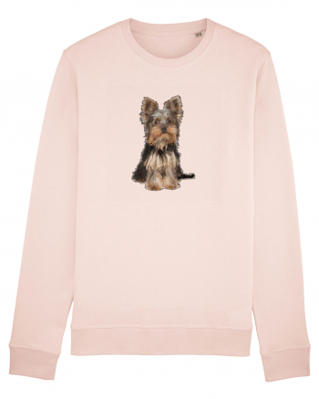 Yorkshire terrier Candy Pink