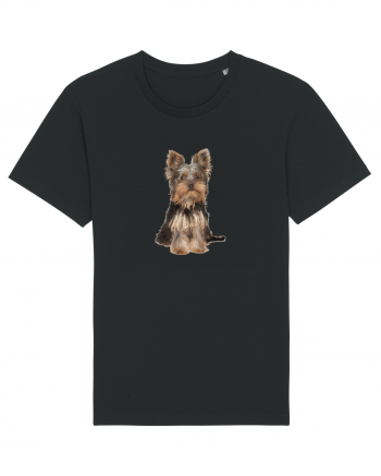 Yorkshire terrier Black