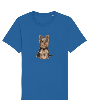 Yorkshire terrier Royal Blue