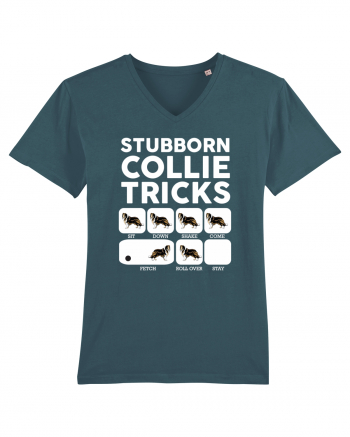 COLLIE Stargazer