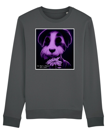 purple dog Anthracite