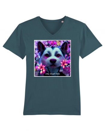 husky little dog Stargazer