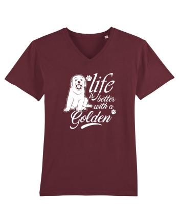 Golden retriever Burgundy