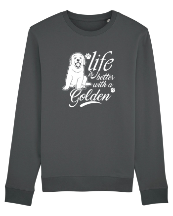 Golden retriever Anthracite