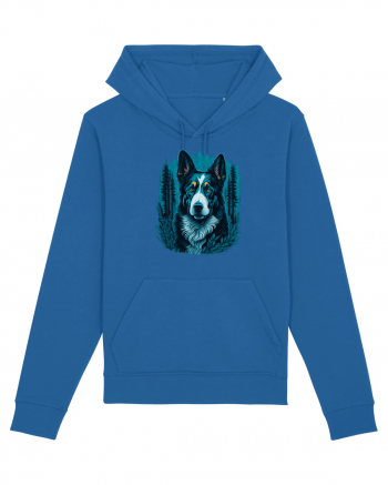 Border collie Royal Blue