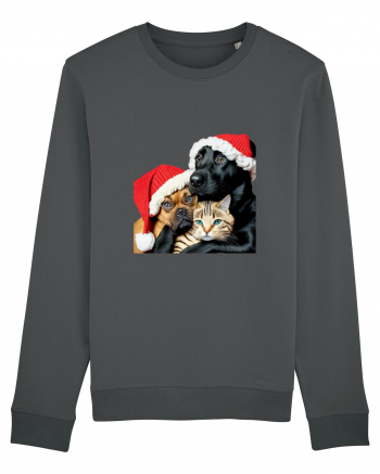 Dogs and cat in Christmas spirit Anthracite