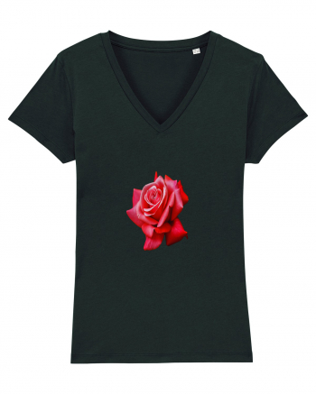 Red rose Black