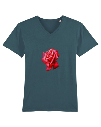 Red rose Stargazer