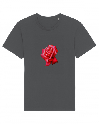 Red rose Anthracite