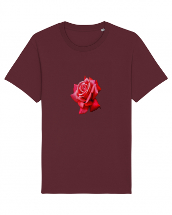 Red rose Burgundy