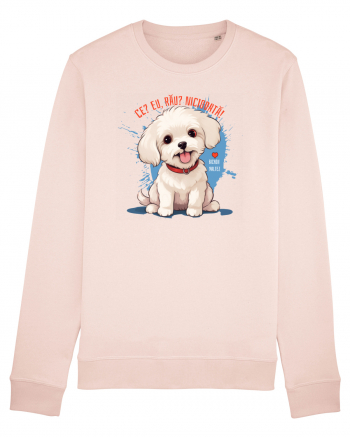 CE? EU, RAU? NICIODATA! - BICHON MALTEZ 2 Candy Pink