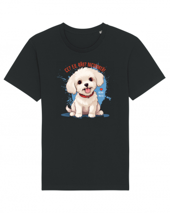 CE? EU, RAU? NICIODATA! - BICHON MALTEZ 2 Black