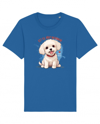 CE? EU, RAU? NICIODATA! - BICHON MALTEZ 2 Royal Blue