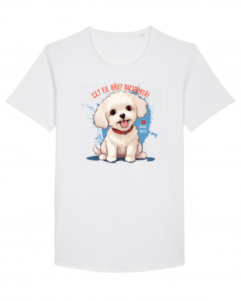 CE? EU, RAU? NICIODATA! - BICHON MALTEZ 2 White