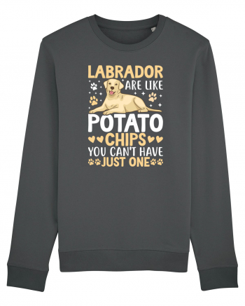 Labrador Are Like Potato Chips You Can't Have Just One Anthracite