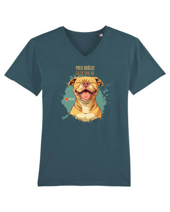 PREA DRAGUT CA SA SPUI NU - Amstaff Stargazer