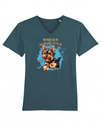 YOU MIGHT SEE ME, CAN`T CATCH ME - Yorkshire Terrier Stargazer