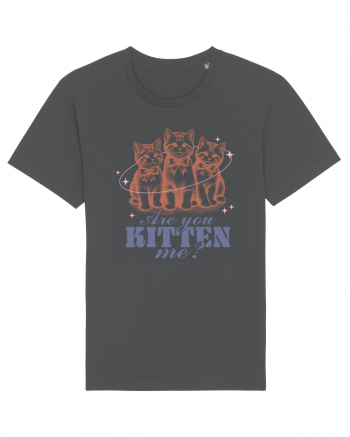 Are You Kitten Me? Anthracite