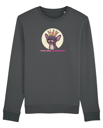 I`M NOT SHORT, I`M CONCENTRATED - CHIHUAHUA 2 Anthracite