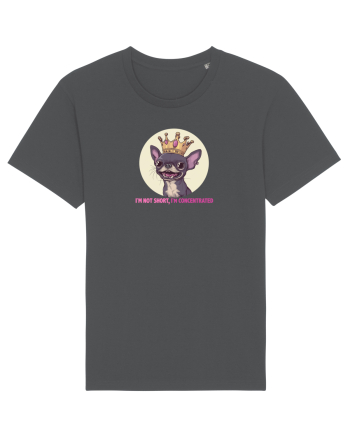 I`M NOT SHORT, I`M CONCENTRATED - CHIHUAHUA 2 Anthracite