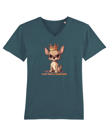 I`M NOT SHORT, I`M CONCENTRATED - CHIHUAHUA 3 Stargazer