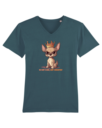 NU SUNT SCUND, SUNT CONCENTRAT - CHIHUAHUA 1 Stargazer