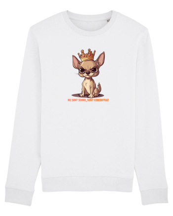 NU SUNT SCUND, SUNT CONCENTRAT - CHIHUAHUA 1 White