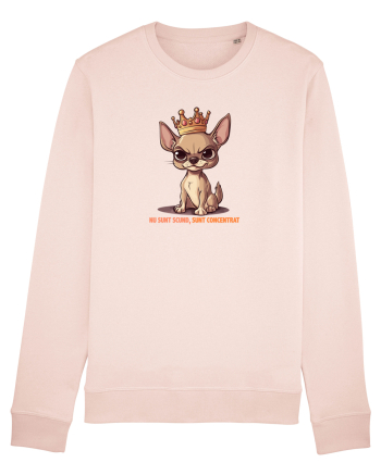 NU SUNT SCUND, SUNT CONCENTRAT - CHIHUAHUA 1 Candy Pink
